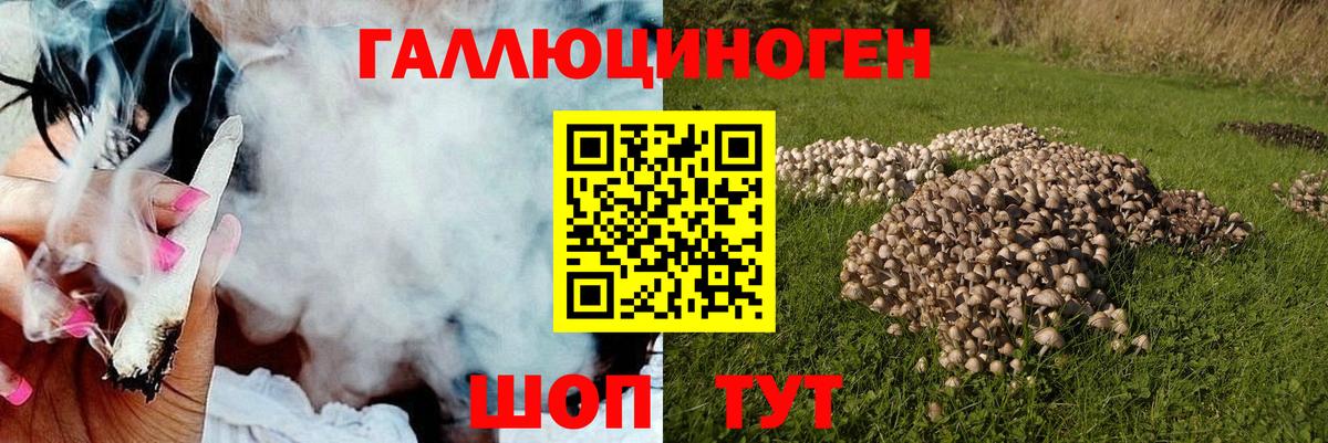 Галлюциногенные грибы Psilocybe Обнинск